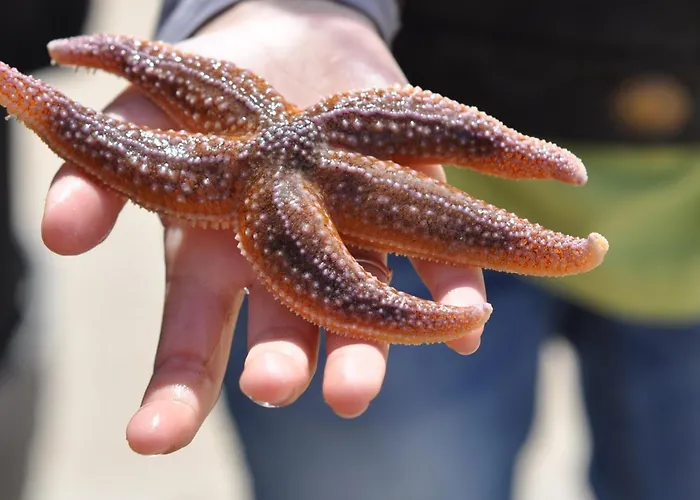 Maison Familiale A Deux Pas De La Plage, Ideale Pour 6 Pers. Avec Terrasse A Jean De Monts - Fr-1-323-480